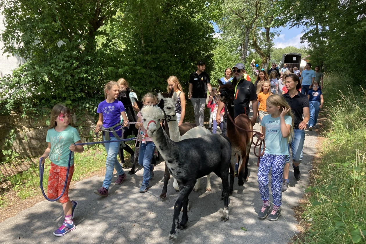 Mehrere Personen und Kinder machen einen kleinen Spaziergang mit Alpakas. Die Kinder f&uuml;hren die Alpakas an der Leine.