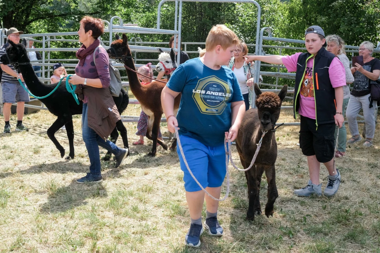 Mehrere Personen f&uuml;hren die Alpakas auf einer Wiese mit Metallz&auml;unen und B&auml;umen im Hintergrund.