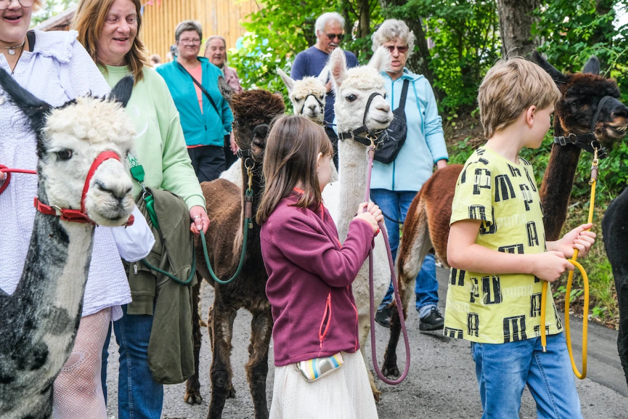 Mehrere Personen und Kinder machen einen Spaziergang mit Alpakas. Die Alpakas sind an der Leine und werden gef&uuml;hrt.
