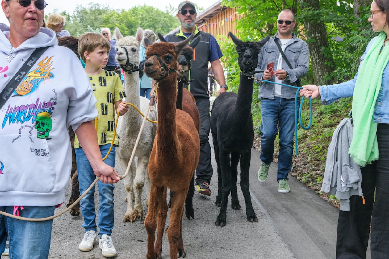 Mehrere Personen und Kinder machen einen Spaziergang mit Alpakas. Die Alpakas sind an der Leine und werden gef&uuml;hrt.
