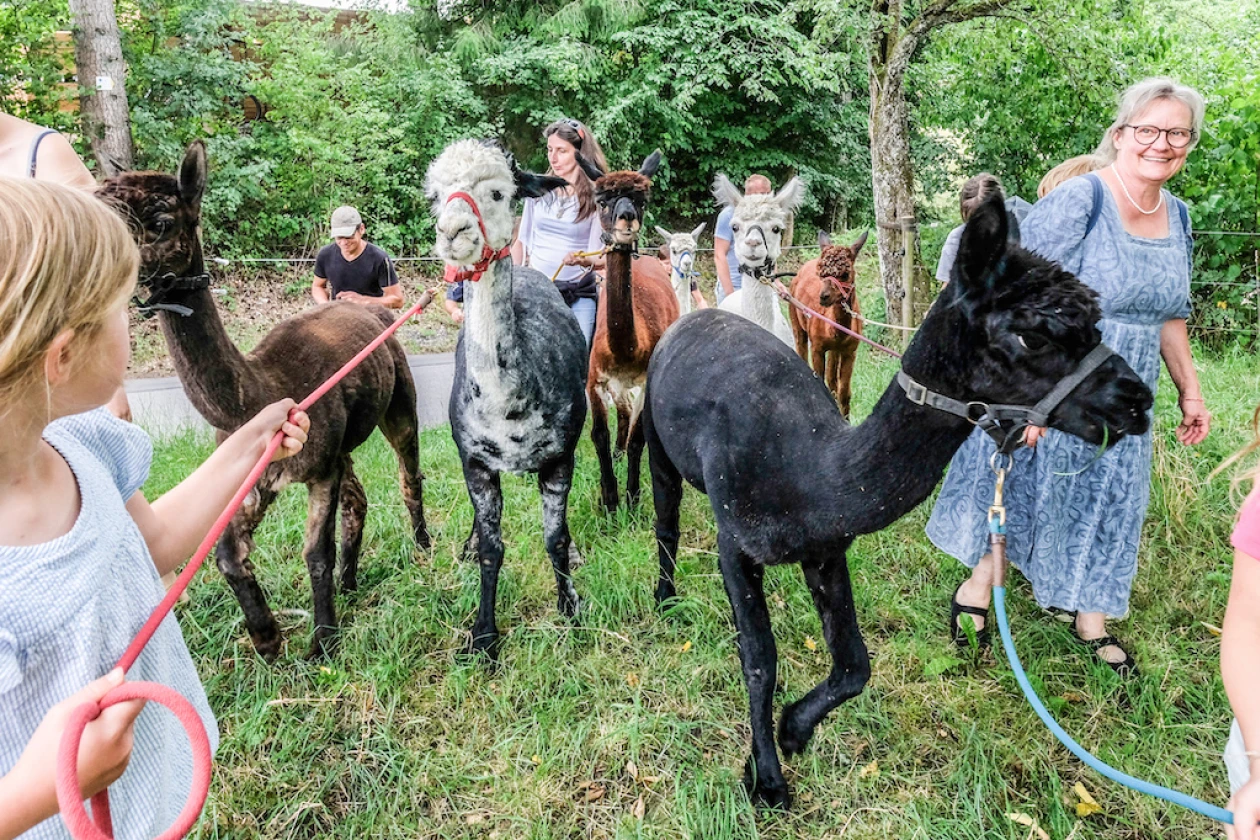 Eine Gruppe von Besuchern steht in einem Waldbereich und interagiert mit mehreren Alpakas/Lamas