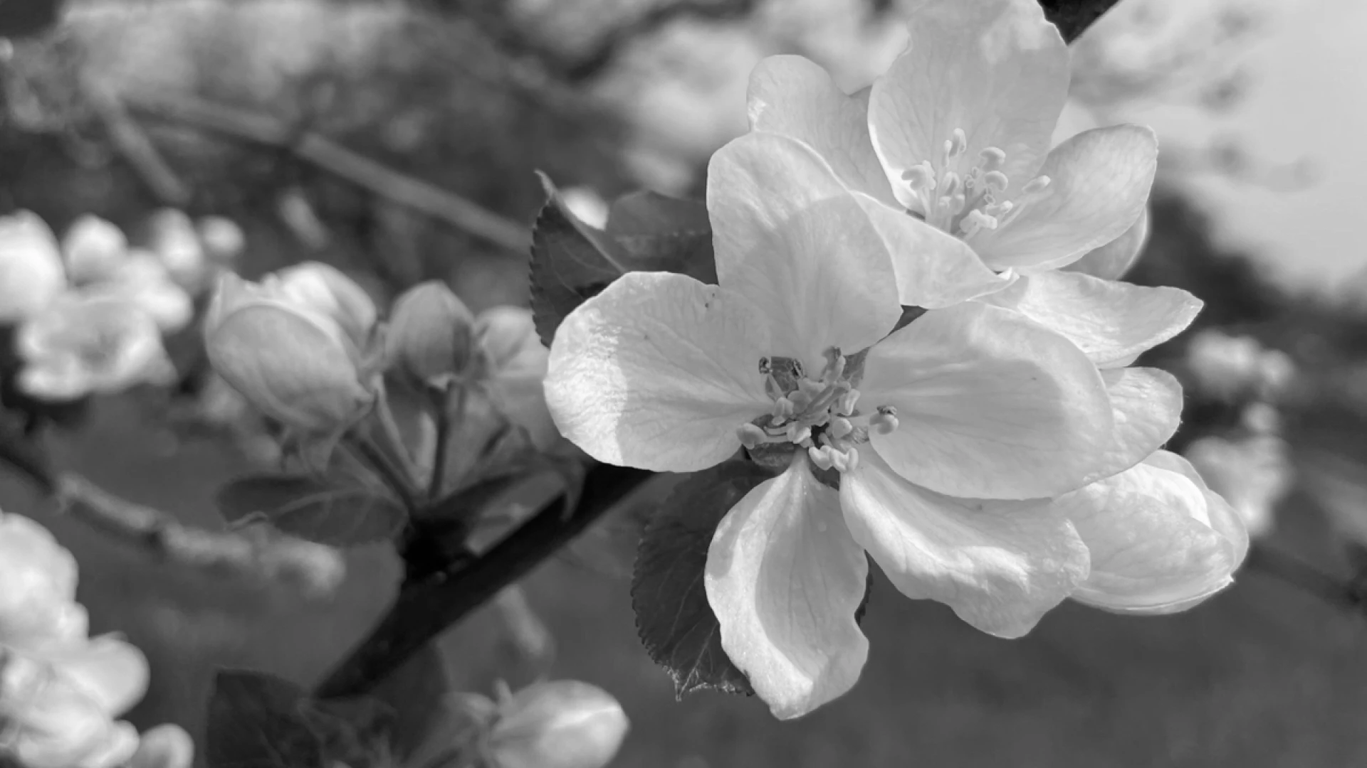 Schwarz-wei&szlig;e Nahaufnahme von zarten wei&szlig;en Bl&uuml;ten. Weiche Bl&uuml;tenbl&auml;tter und Knospen an einem Zweig vor einem unscharfen, verwobenen Hintergrund. Die Bl&uuml;ten strahlen eine sanfte, fr&uuml;hlingshafte Stimmung aus.