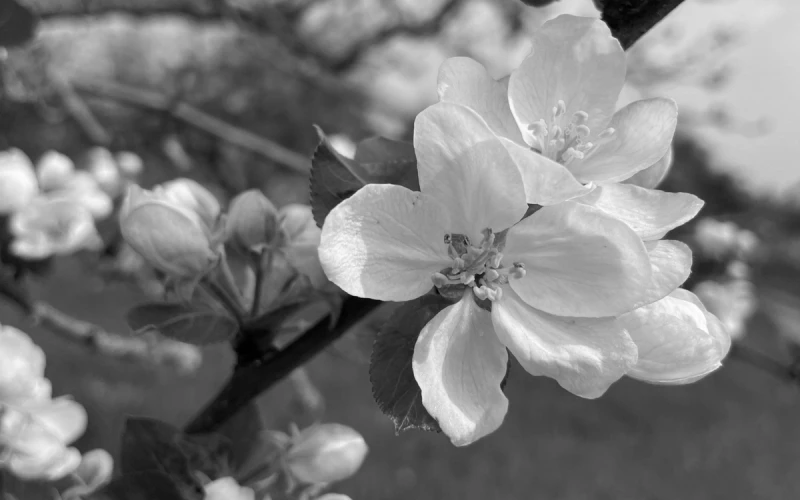 Schwarz-wei&szlig;e Nahaufnahme von zarten wei&szlig;en Bl&uuml;ten. Weiche Bl&uuml;tenbl&auml;tter und Knospen an einem Zweig vor einem unscharfen, verwobenen Hintergrund. Die Bl&uuml;ten strahlen eine sanfte, fr&uuml;hlingshafte Stimmung aus.