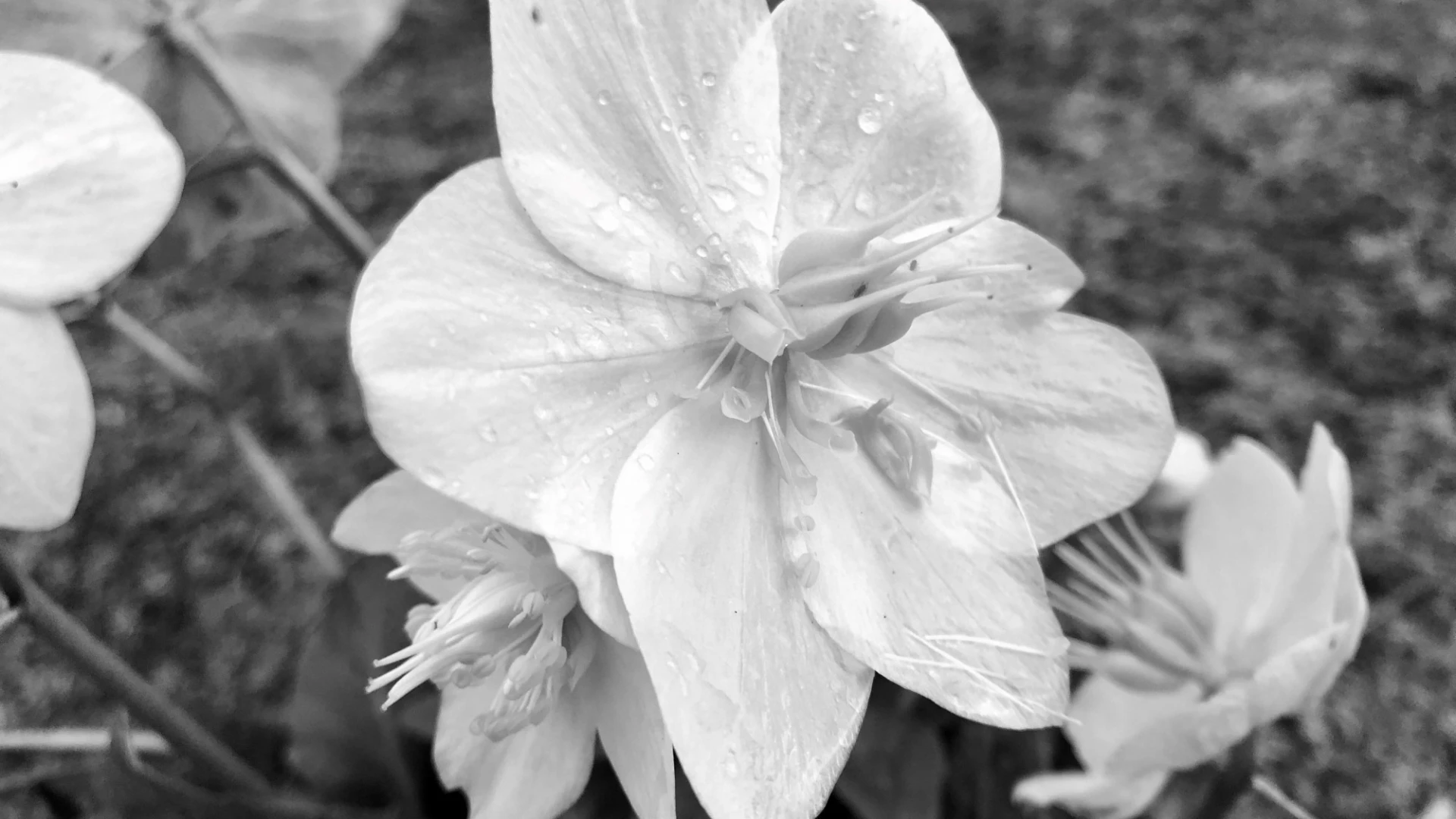 Schwarz-wei&szlig;es Foto mit hellen, mehrbl&auml;ttrigen Bl&uuml;ten mit gerippten Bl&uuml;tenbl&auml;ttern, von Wassertropfen bedeckt.