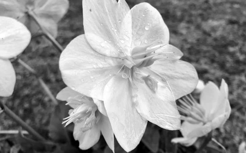 Schwarz-wei&szlig;es Foto mit hellen, mehrbl&auml;ttrigen Bl&uuml;ten mit gerippten Bl&uuml;tenbl&auml;ttern, von Wassertropfen bedeckt.