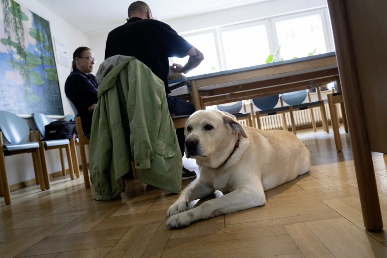 Wei&szlig;er Labrador liegt ruhig auf einem Holzboden in einem Raum mit Holzst&uuml;hlen und Fenstern. Im Hintergrund sitzen zwei Personen an einem Tisch.