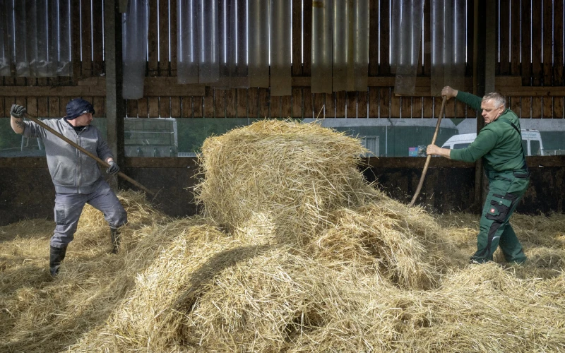 Zwei M&auml;nner in Arbeitskleidung verteilen das aufgestapelte Stroh in einer Scheune mit Holzw&auml;nden im Hintergrund. Sie arbeiten mit Heugabeln.