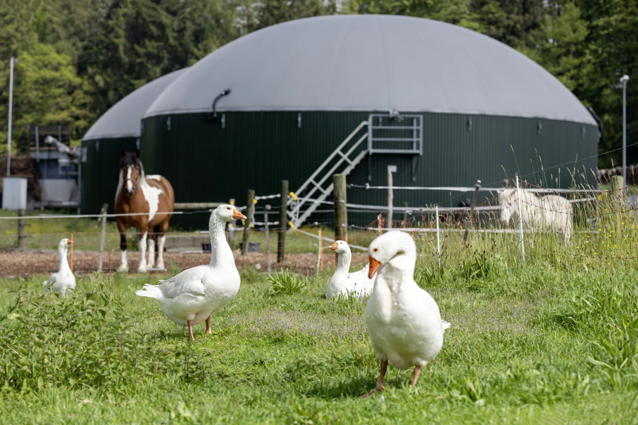 Mehrere wei&szlig;e G&auml;nse und zwei Pferde sind auf einer gr&uuml;nen Wiese vor einer gro&szlig;en grauen Biogasanlage mit Treppe zu sehen.