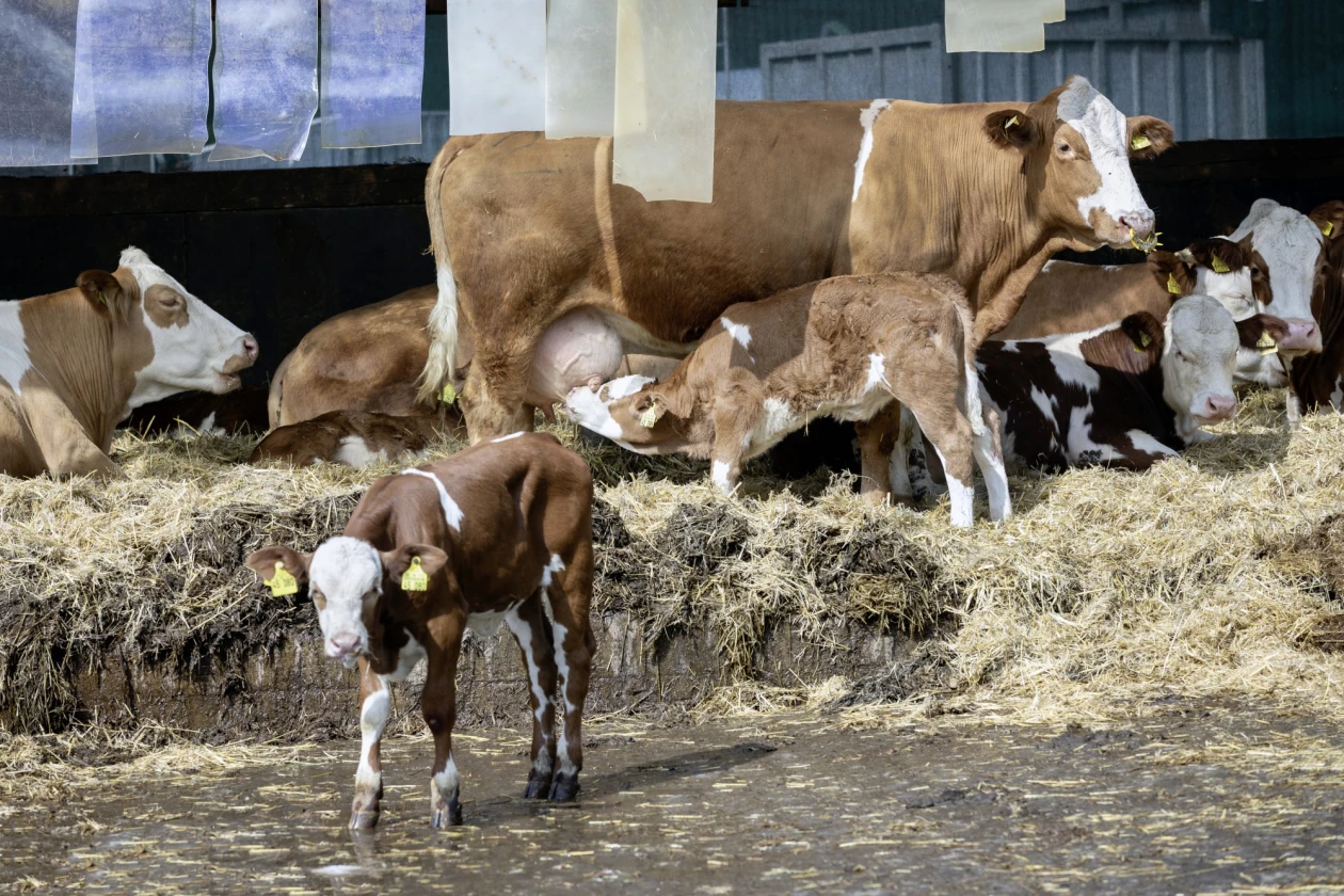 Mehrere K&uuml;he und K&auml;lber stehen auf Stroh in einem Stall.
