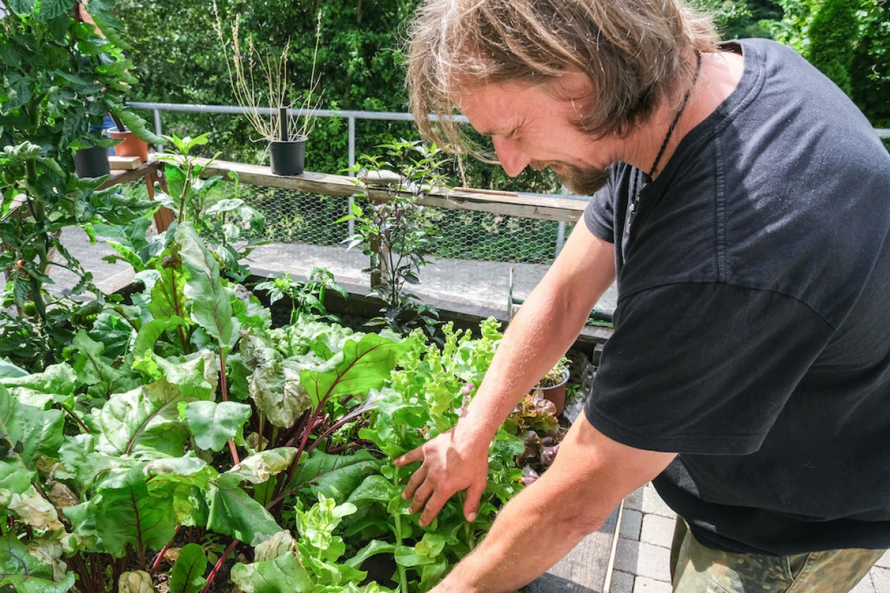 Ein Mann in einem schwarzen T-Shirt betrachtet pr&uuml;fend die Salatpflanzen in einem Hochbeet.