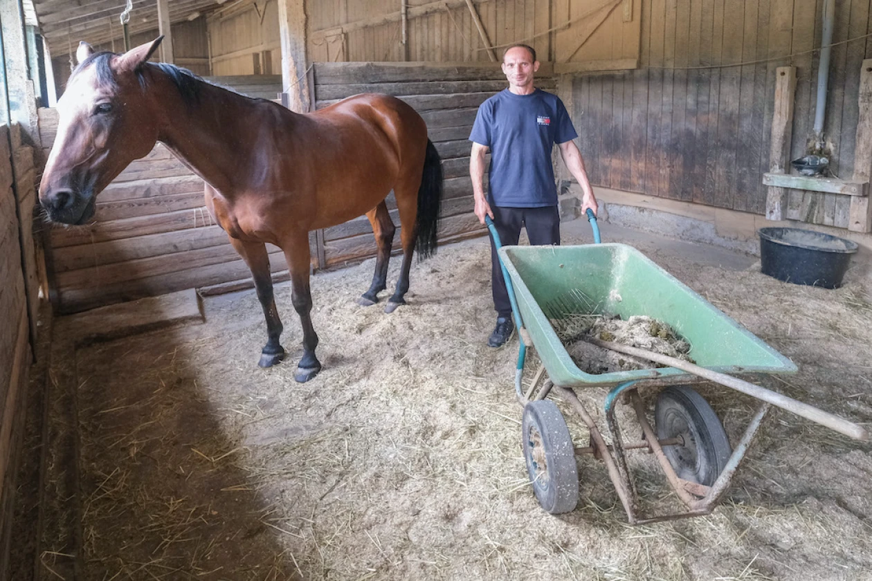 Ein braunes Pferd steht in einem Stall. Ein Mann mit einer gr&uuml;nen Schubkarre mistet. Der Boden ist mit Stroh und Holzsp&auml;nen bedeckt.