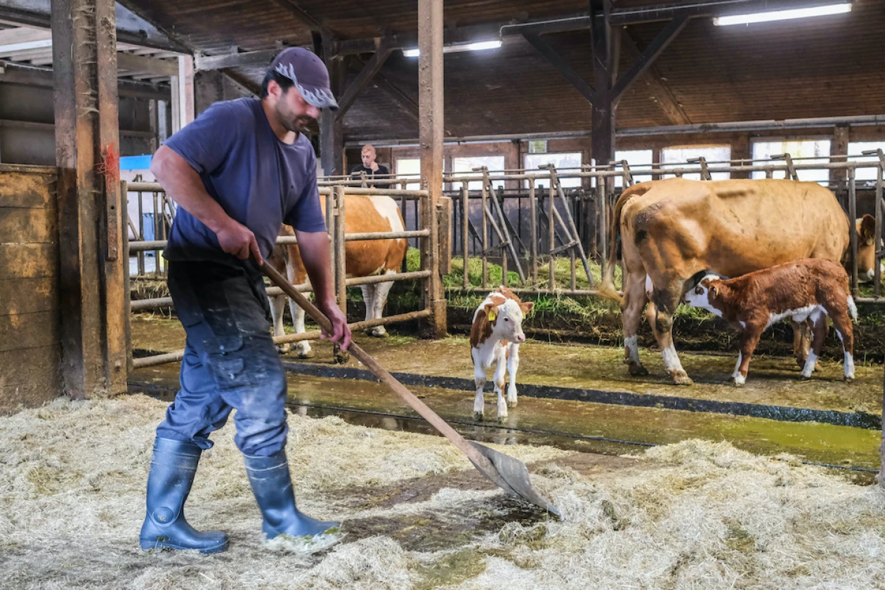 Ein Mann schippt mit einer Schaufel Streu in einem gro&szlig;en hellen Stall. Im Hintergrund sind eine Kuh und zwei K&auml;lbchen zu sehen. Der Mann tr&auml;gt eine Kappe und hat Gummistiefel an.