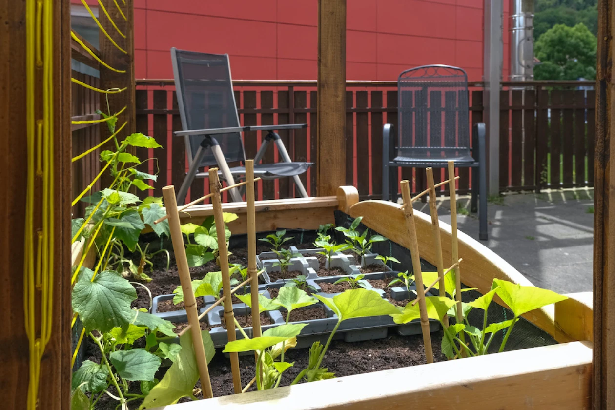 Hochbeet mit jungen Gem&uuml;sepflanzen auf einer Terrasse mit zwei Gartenst&uuml;hlen und einem weiteren Geb&auml;ude im Hintergrund.