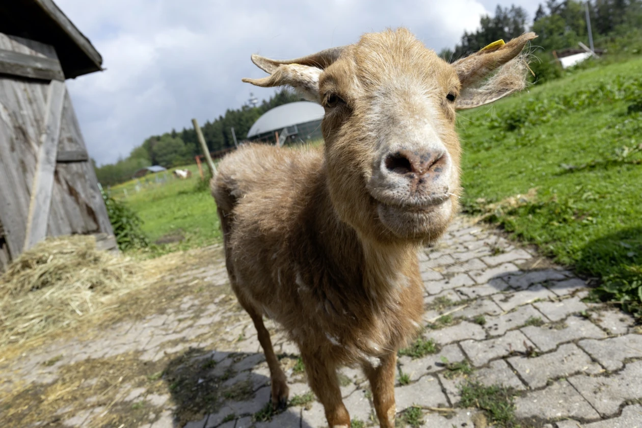 Ziegenbock auf einem Steinweg, umgeben von gr&uuml;ner Wiese und einer Holzscheune im Hintergrund. Der Bock blickt direkt in die Kamera mit einem leicht schiefen Gesichtsausdruck.